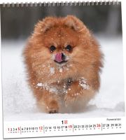 KN288 - Kalendář Pes - věrný přítel 2025